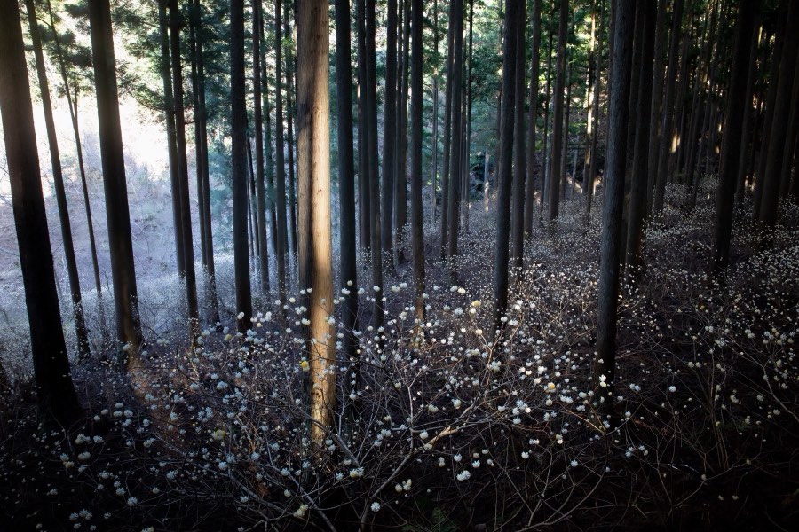 愛知県、2019年春、日本。撮影：Jordy Meow（161/289）