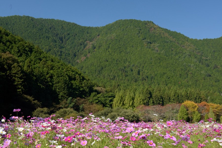 兵庫県、2015年秋、日本。撮影：Jordy Meow（223/302）