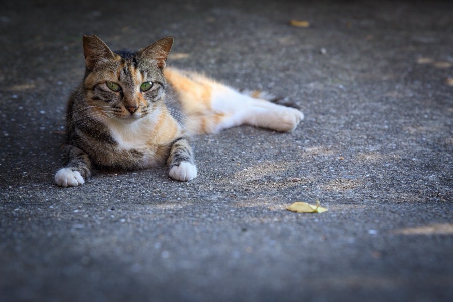 香川県、2018年夏、日本。撮影：Jordy Meow（168/229）