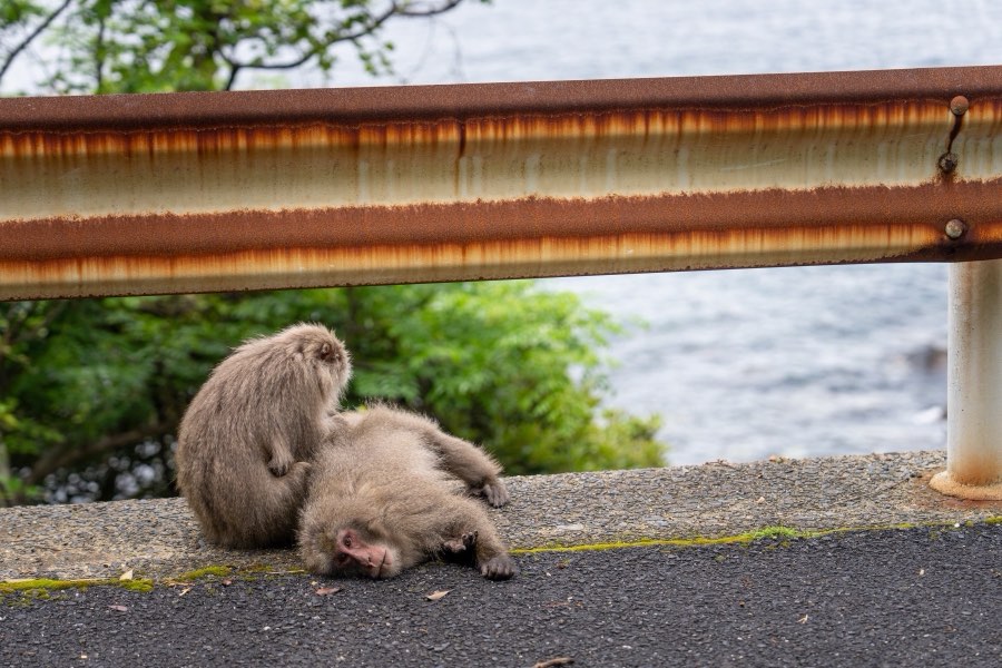 鹿児島県、2025年春、日本。撮影：Jordy Meow（8/18）