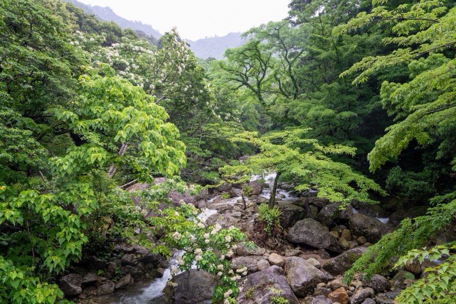 鹿児島県、2025年春、日本。撮影：Jordy Meow（9/18）