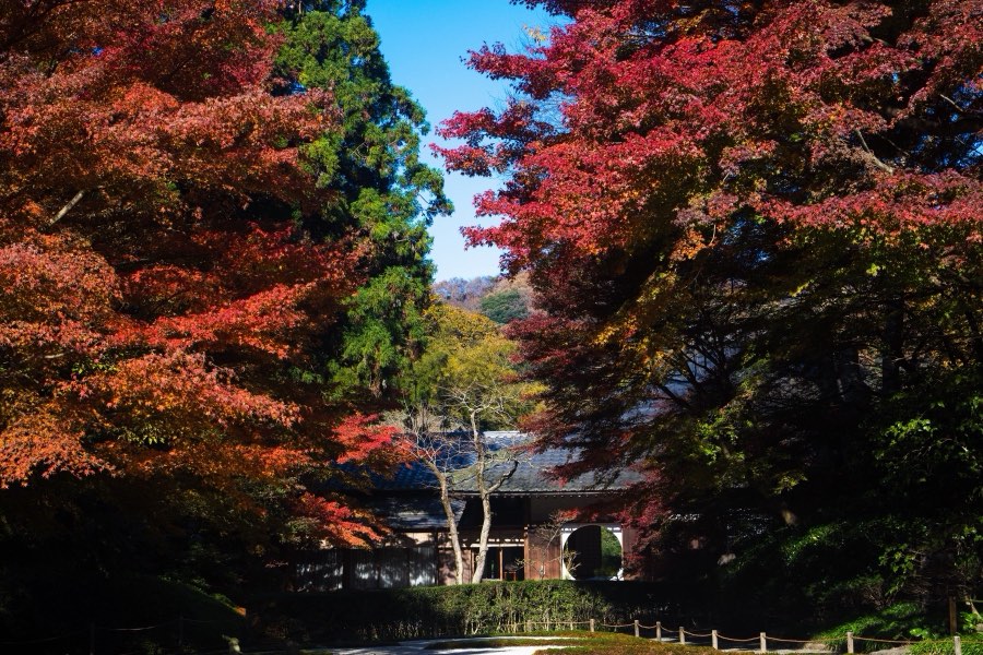 神奈川県、2017年秋、日本。撮影：Jordy Meow（9/12）