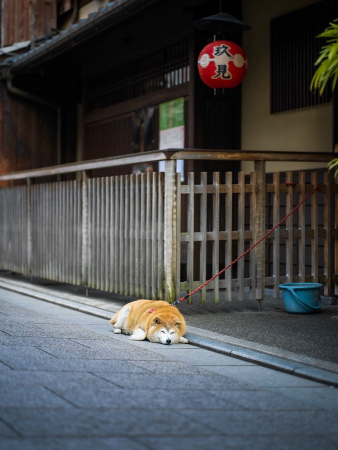京都府、2020年春、日本。撮影：Jordy Meow（169/289）