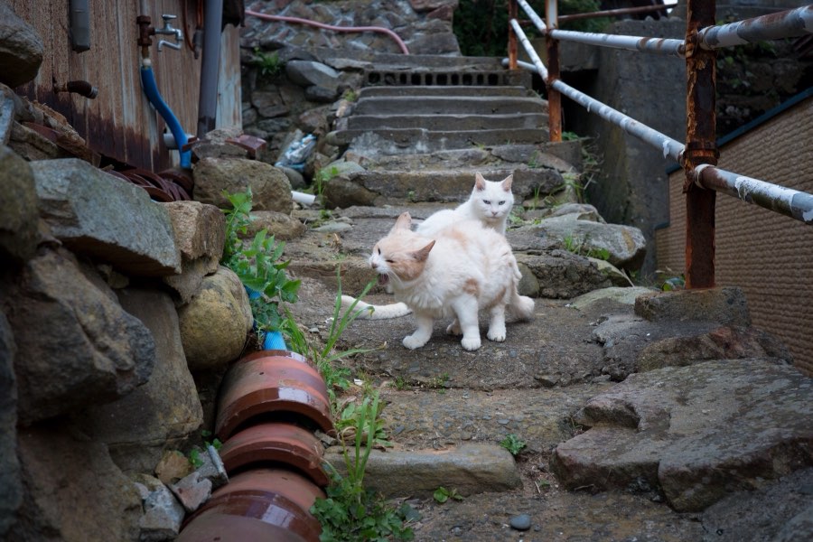 宮城県、2016年秋、日本。撮影：Jordy Meow（7/8）