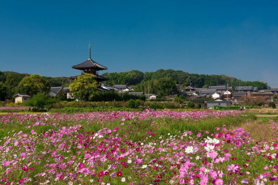 奈良県、2015年秋、日本。撮影：Jordy Meow（12/26）