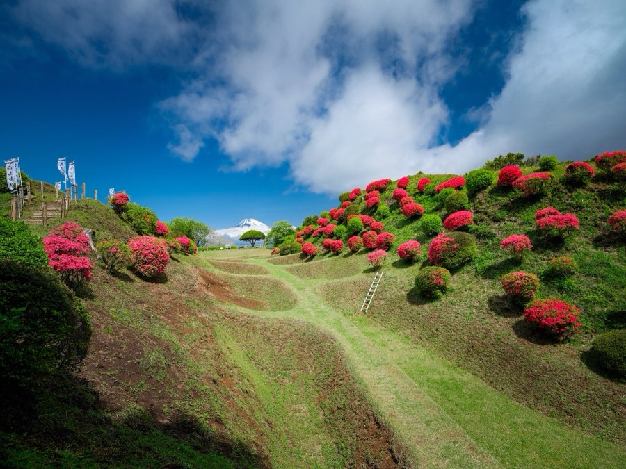 静岡県、2022年春、日本。撮影：Jordy Meow（150/289）