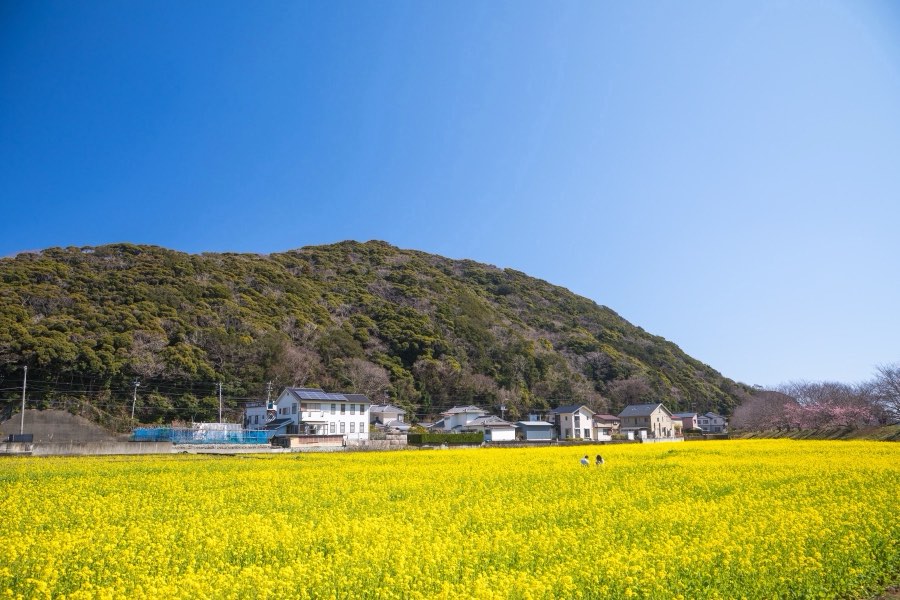 静岡県、2018年春、日本。撮影：Jordy Meow（154/289）