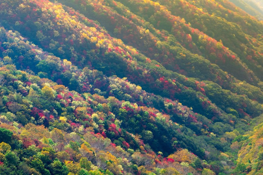 栃木県、2012年秋、日本。撮影：Jordy Meow（78/302）