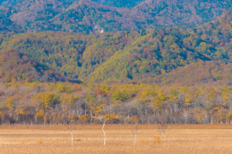 栃木県、2012年秋、日本。撮影：Jordy Meow（82/302）